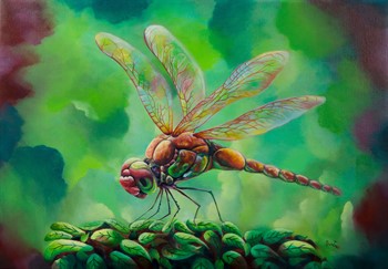 Libellula