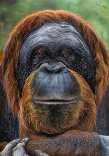 Orangotango