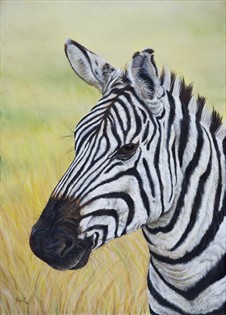 Zebra